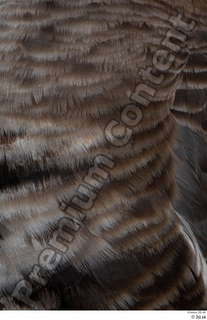 Greater white-fronted goose Anser albifrons feathers neck 0001.jpg